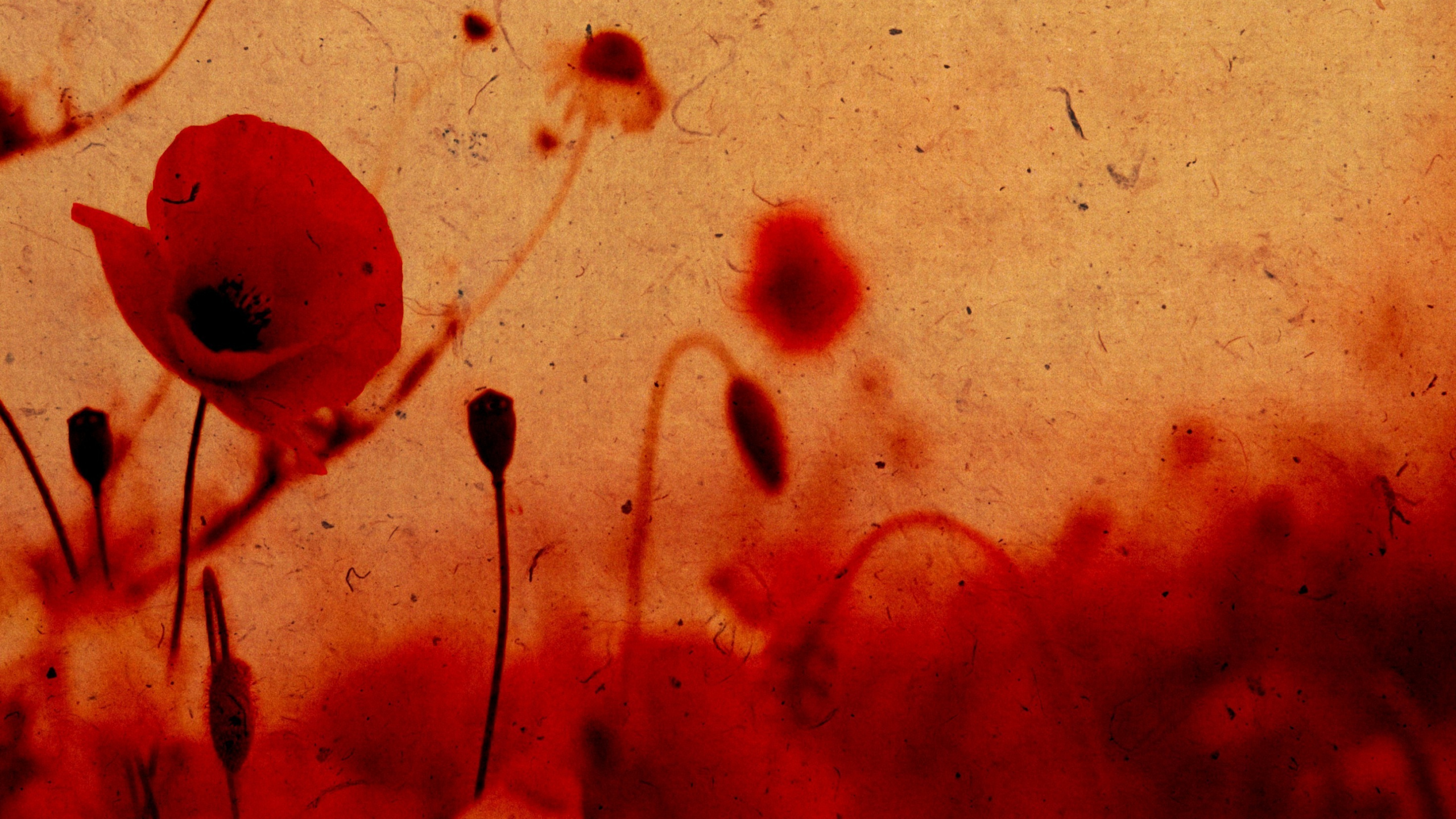 Rote Blütenblätter Auf Weißer Fläche. Wallpaper in 2560x1440 Resolution