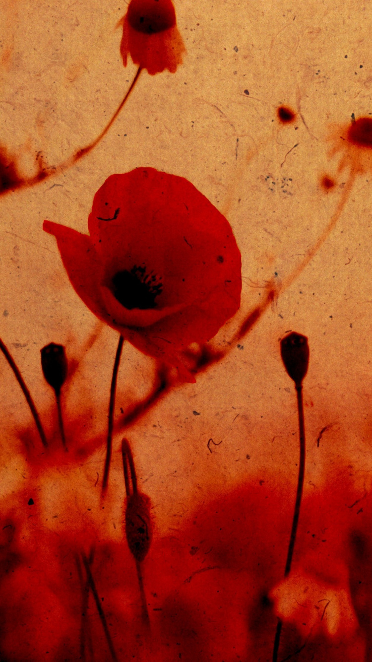 Rote Blütenblätter Auf Weißer Fläche. Wallpaper in 750x1334 Resolution