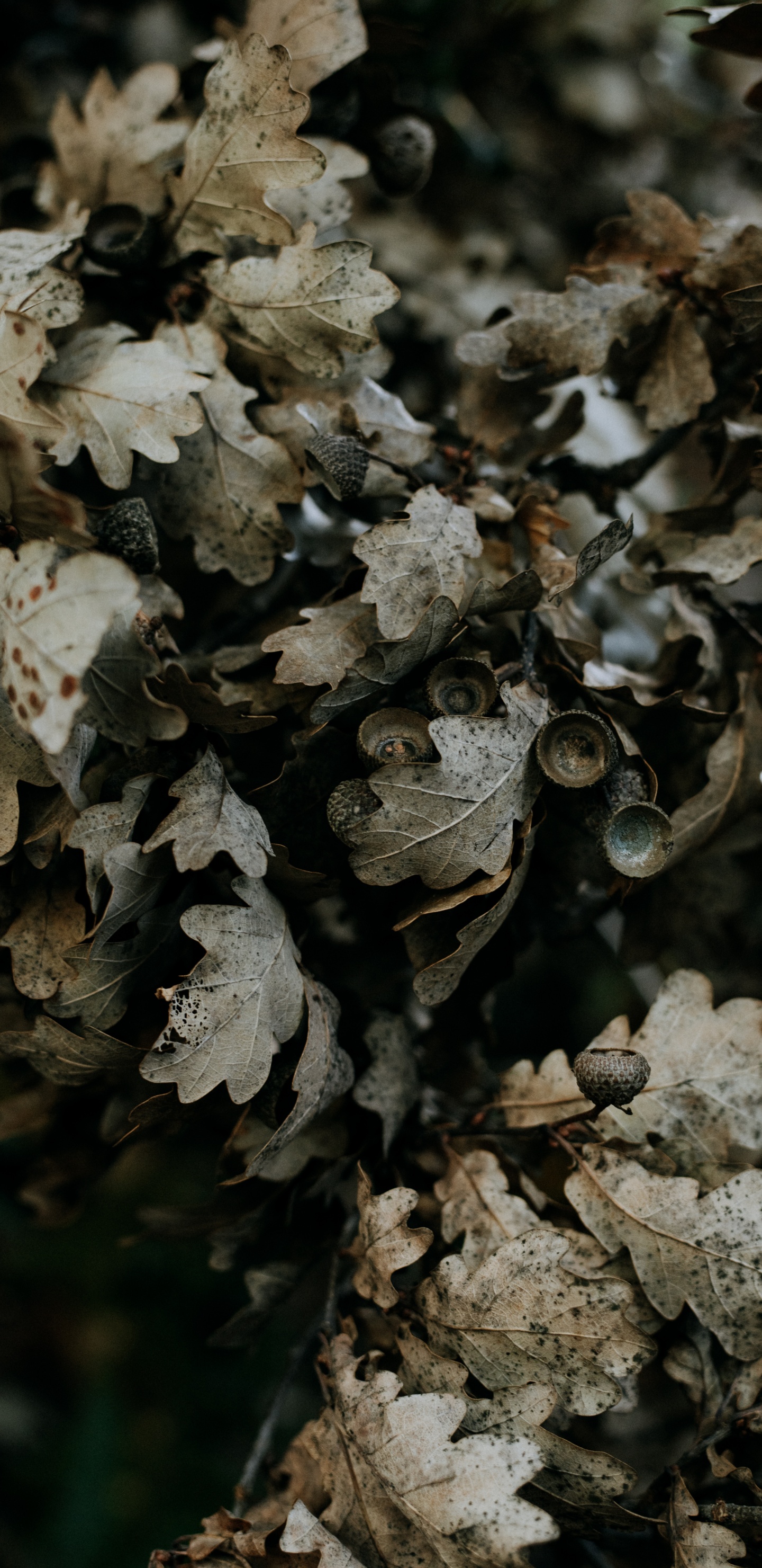 Baum, Subshrub, Acorn, Bolete, Blatt. Wallpaper in 1440x2960 Resolution