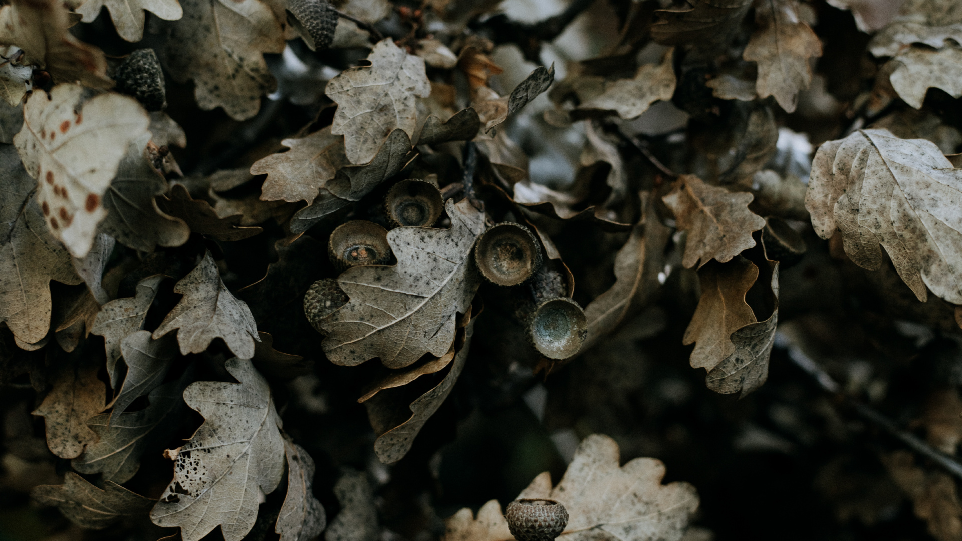 Baum, Subshrub, Acorn, Bolete, Blatt. Wallpaper in 1920x1080 Resolution