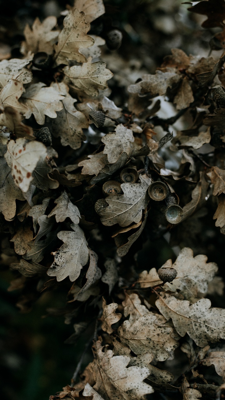 Baum, Subshrub, Acorn, Bolete, Blatt. Wallpaper in 720x1280 Resolution