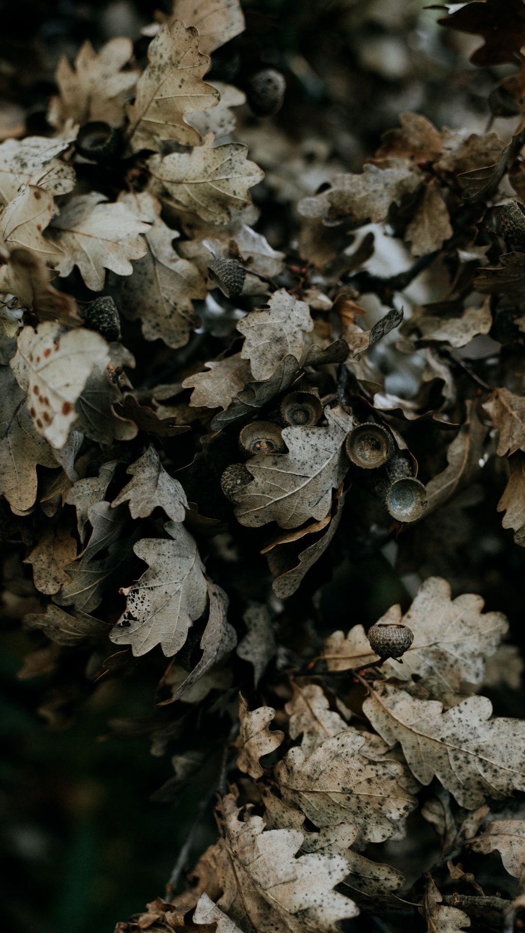 Subshrub, Bellota, Bolete, Hongo, Roble. Wallpaper in 1080x1920 Resolution