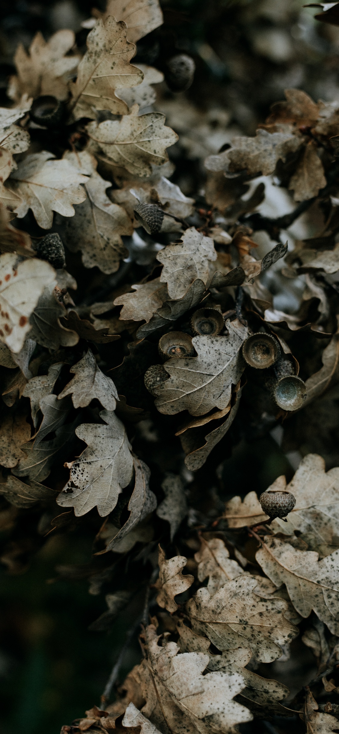 Subshrub, Bellota, Bolete, Hongo, Roble. Wallpaper in 1125x2436 Resolution