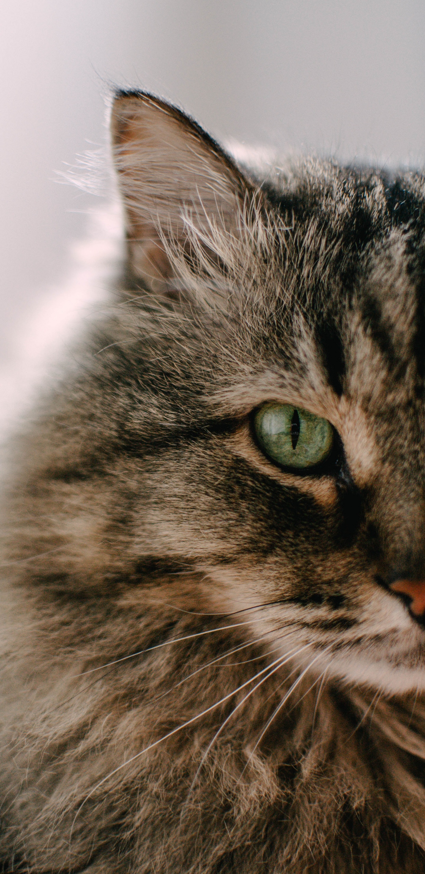 Brown Tabby Cat in Close up Photography. Wallpaper in 1440x2960 Resolution
