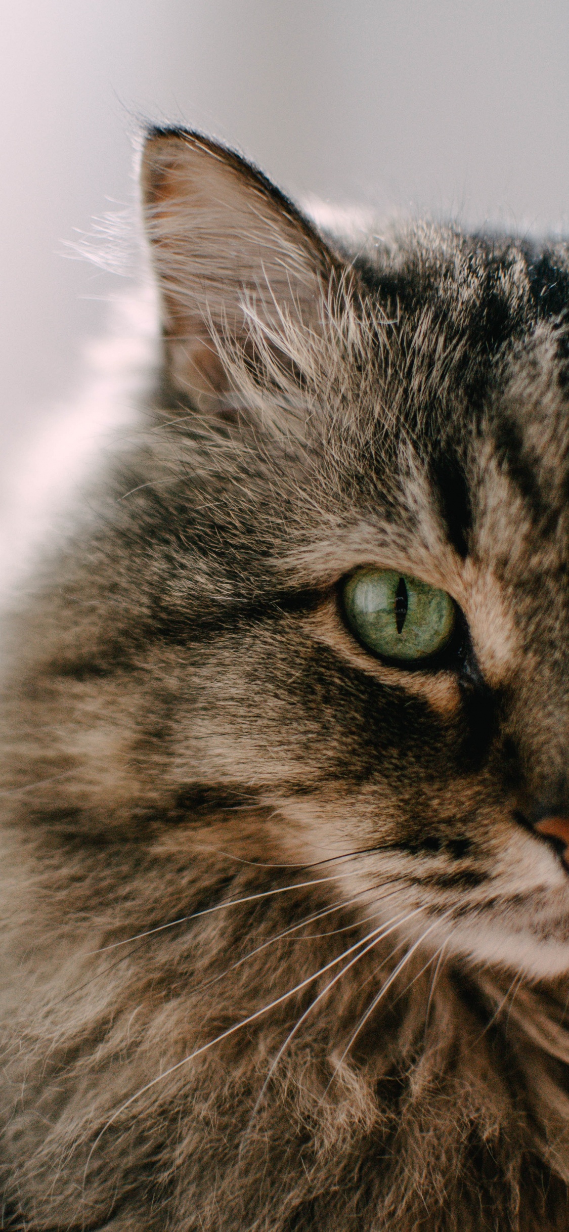 Gato Atigrado Marrón en Fotografía de Cerca. Wallpaper in 1125x2436 Resolution