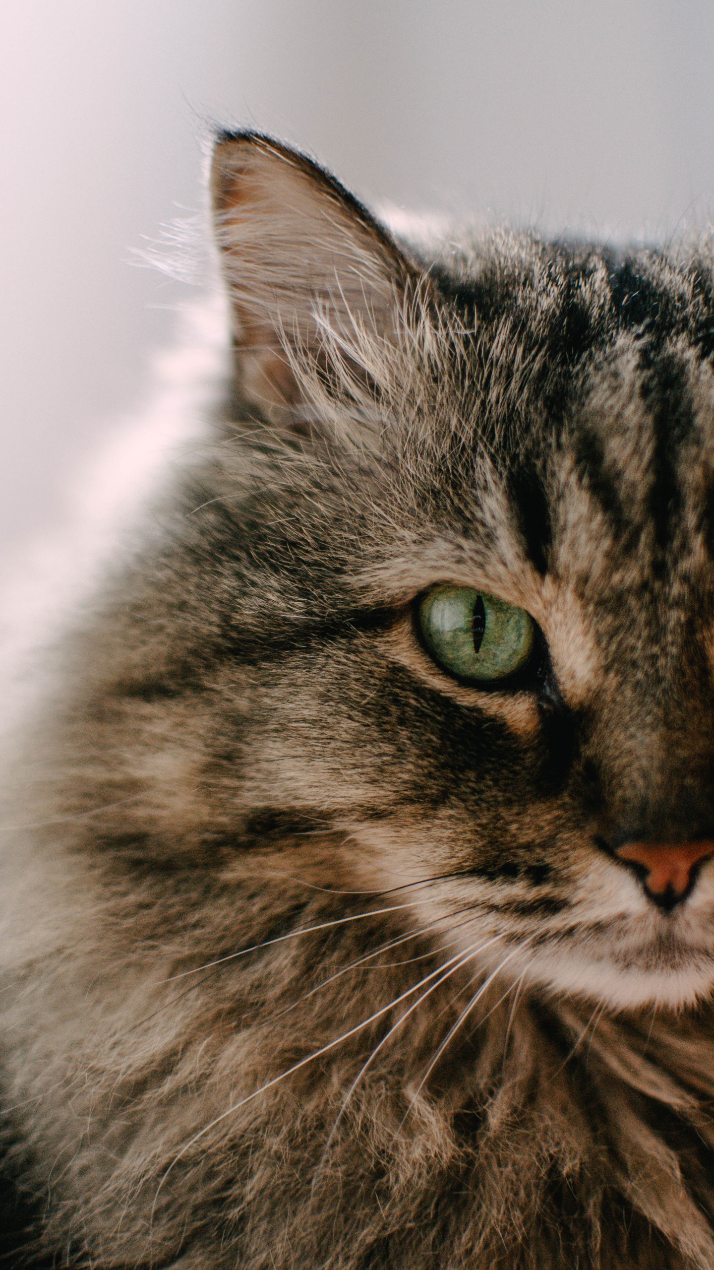 Gato Atigrado Marrón en Fotografía de Cerca. Wallpaper in 1440x2560 Resolution