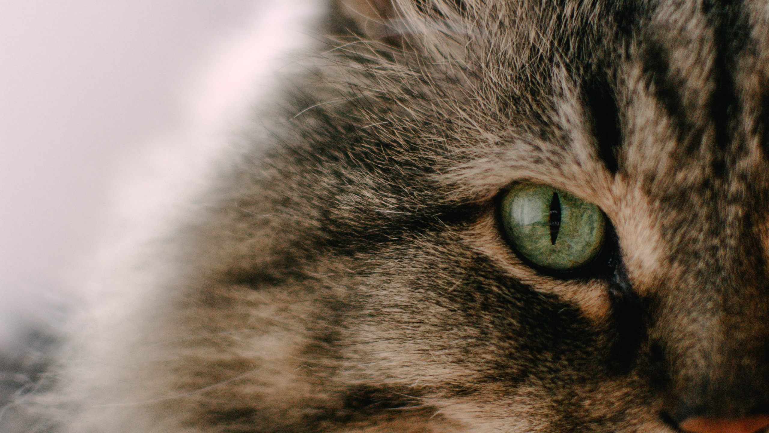 Gato Atigrado Marrón en Fotografía de Cerca. Wallpaper in 2560x1440 Resolution