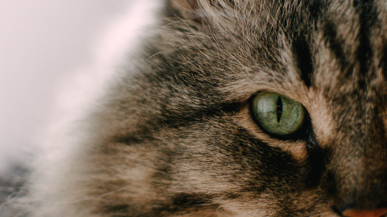 大花猫, 小猫, 马恩岛猫, 胡须, 猫科 壁纸 1280x720 允许