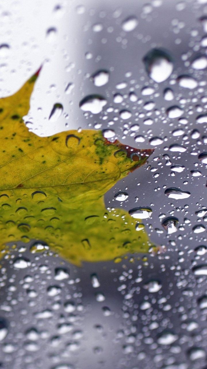 Green Maple Leaf on Water Droplets. Wallpaper in 720x1280 Resolution