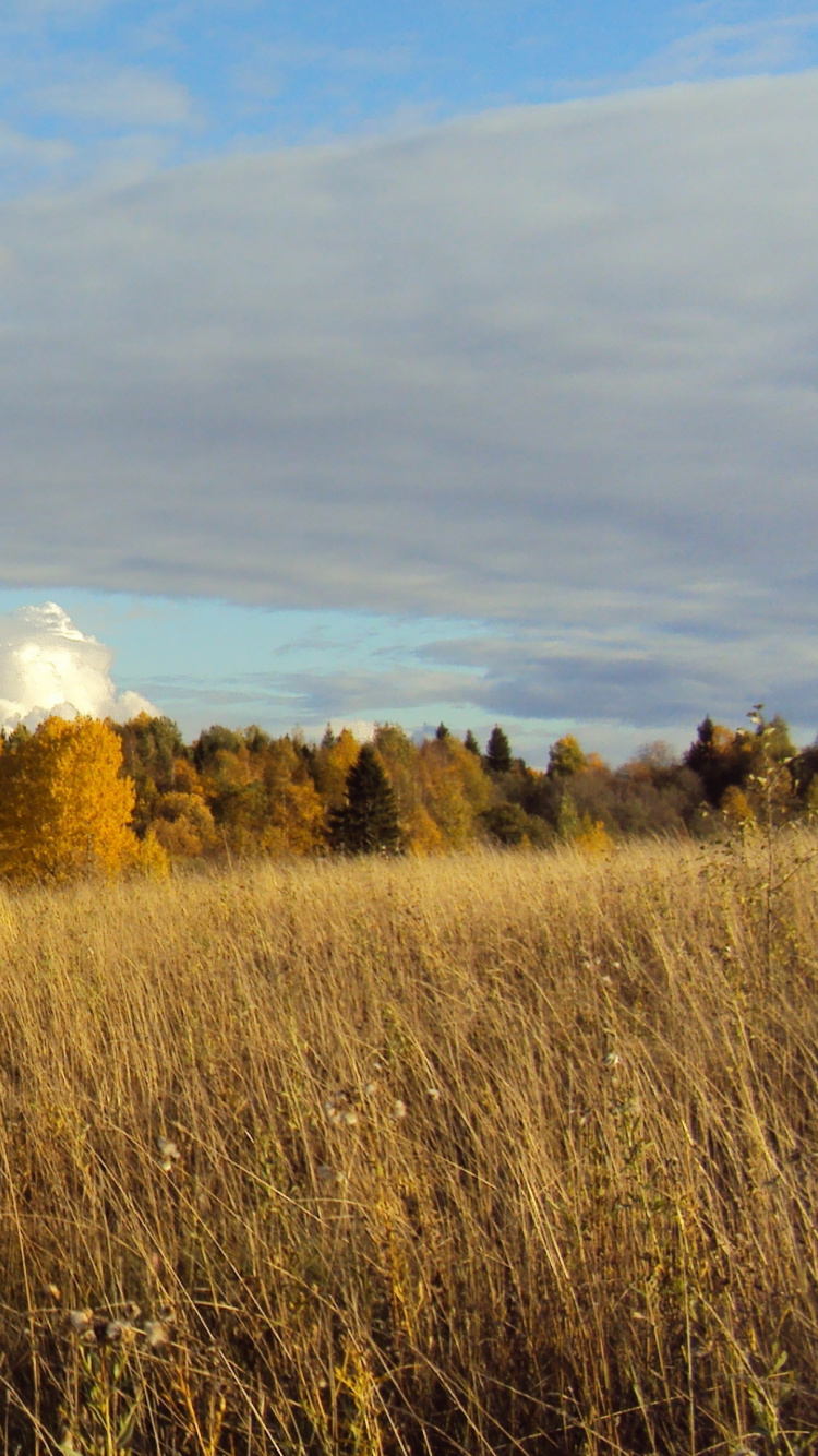 Campo de Hierba Marrón Bajo un Cielo Azul Durante el Día. Wallpaper in 750x1334 Resolution
