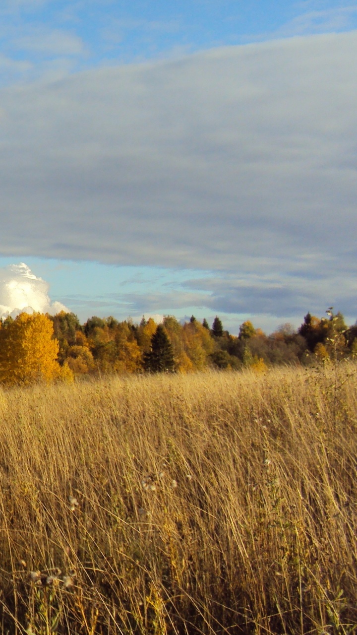 Braune Wiese Unter Blauem Himmel Tagsüber. Wallpaper in 720x1280 Resolution