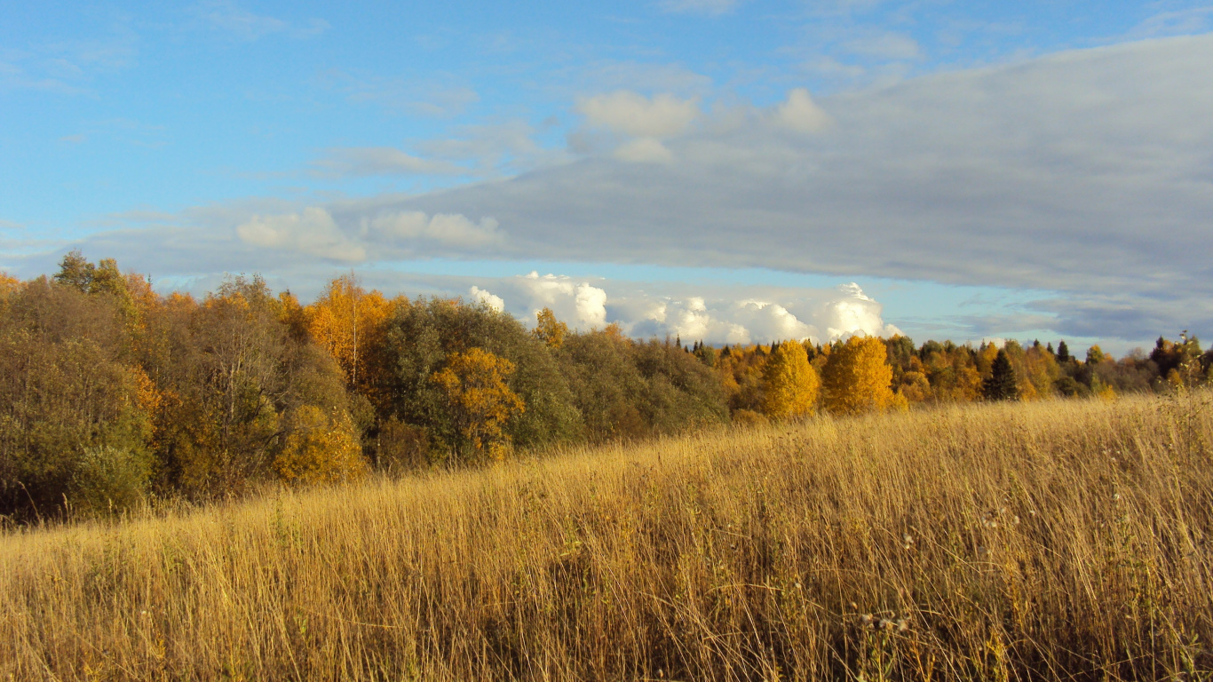 Brown Grass Field Under Blue Sky During Daytime. Wallpaper in 1366x768 Resolution