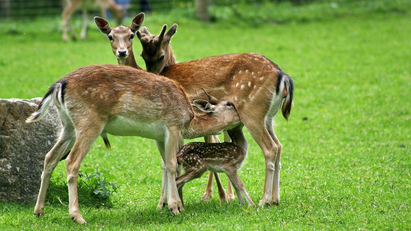 Cerf Brun Sur Terrain D'herbe Verte Pendant la Journée. Wallpaper in 1366x768 Resolution