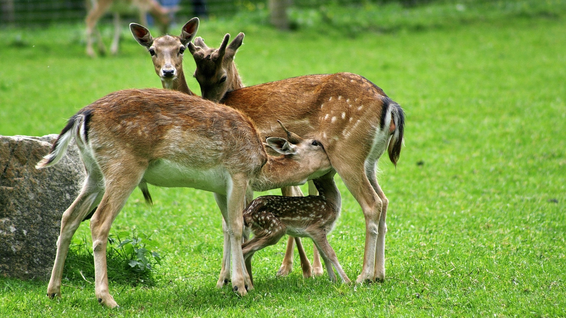 Brown Deer on Green Grass Field During Daytime. Wallpaper in 1920x1080 Resolution