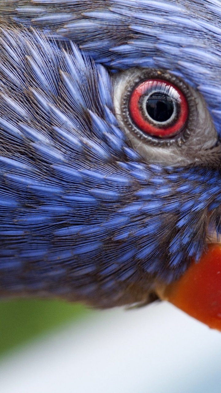 Pájaro Azul Amarillo y Rojo. Wallpaper in 720x1280 Resolution