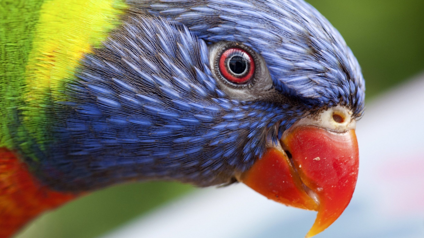 Blauer Gelber Und Roter Vogel. Wallpaper in 1366x768 Resolution