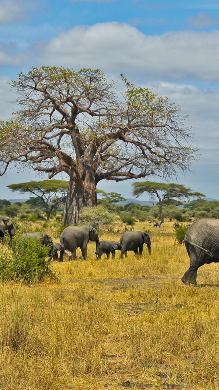 Elephants on Brown Grass Field During Daytime. Wallpaper in 720x1280 Resolution