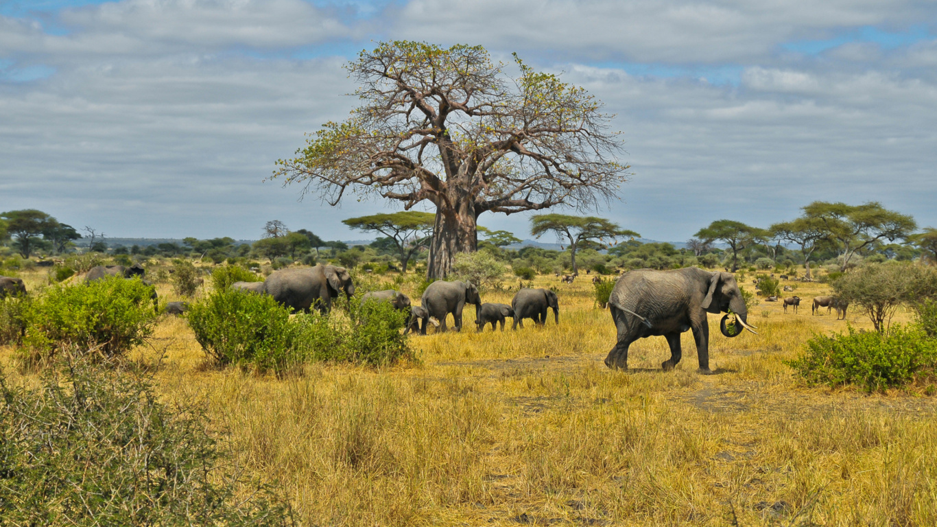 Éléphants Sur Terrain D'herbe Brune Pendant la Journée. Wallpaper in 1366x768 Resolution