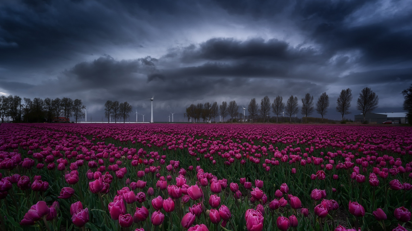 Purple Flower Field Under Cloudy Sky. Wallpaper in 1366x768 Resolution