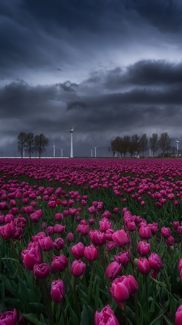 Purple Flower Field Under Cloudy Sky. Wallpaper in 750x1334 Resolution