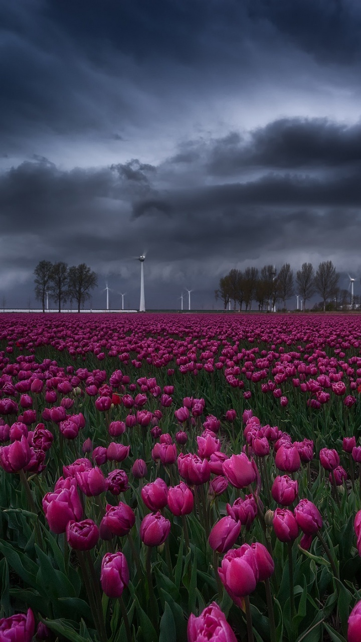 Champ de Fleurs Violettes Sous Ciel Nuageux. Wallpaper in 720x1280 Resolution