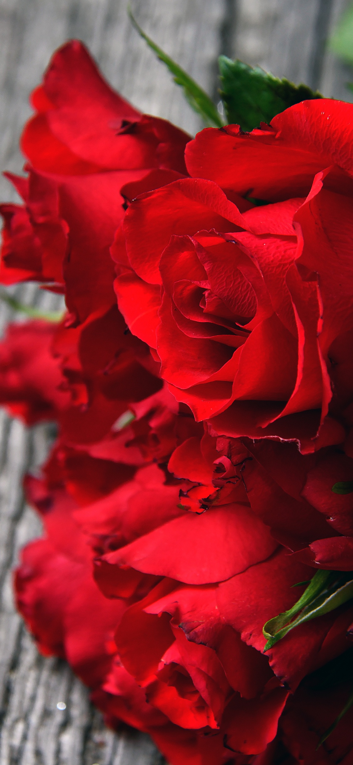 Rote Rose Auf Grauem Textil. Wallpaper in 1125x2436 Resolution