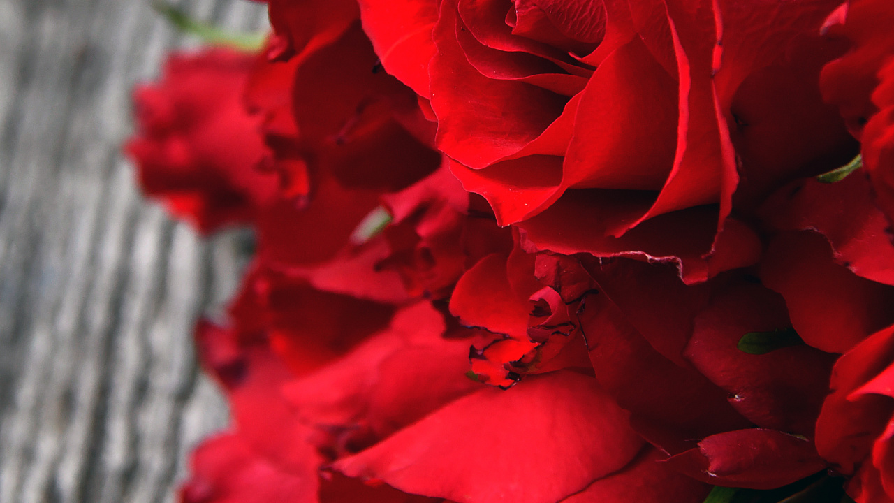 Rote Rose Auf Grauem Textil. Wallpaper in 1280x720 Resolution