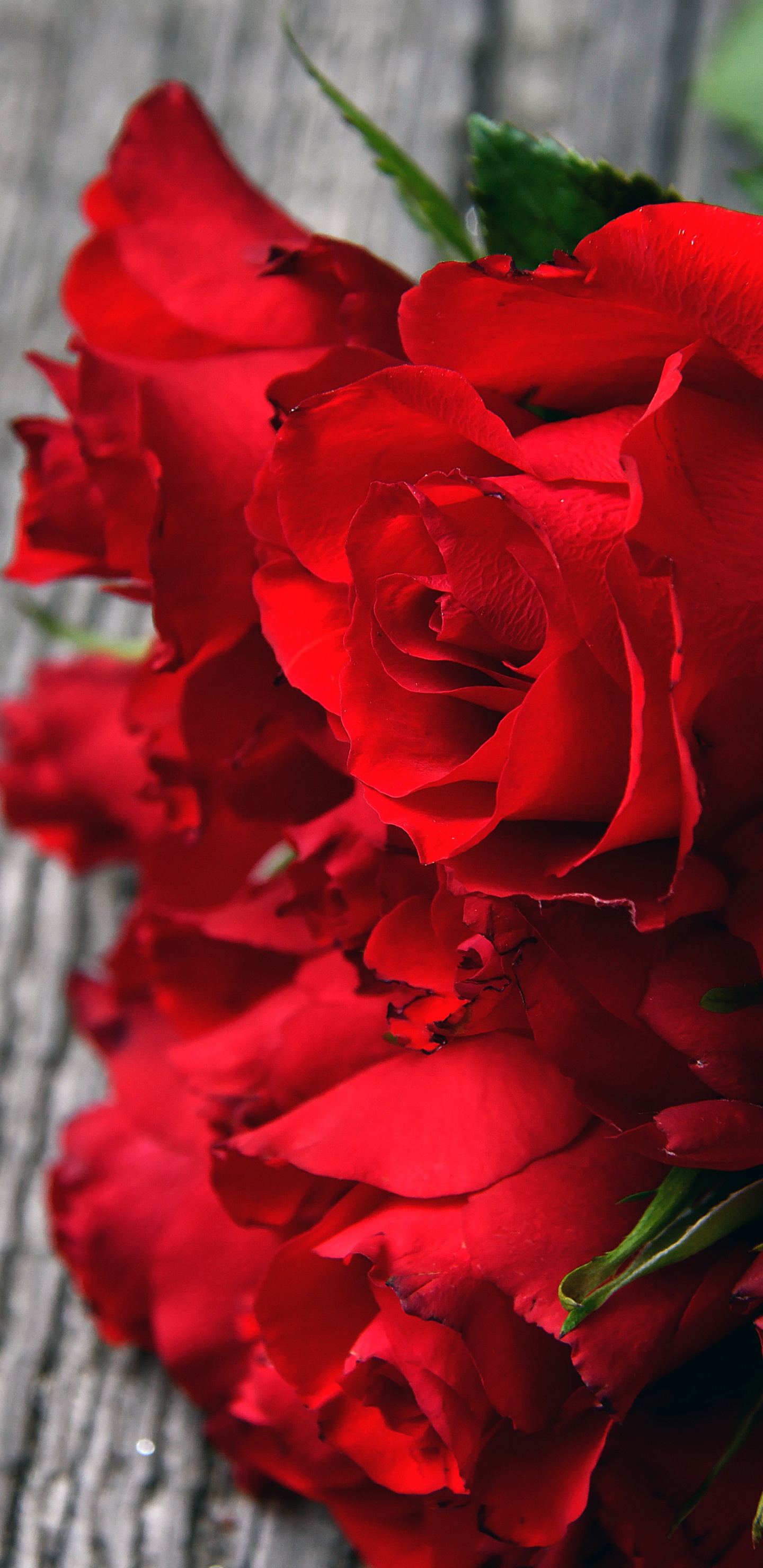 玫瑰花园, 红色的, 显花植物, 玫瑰家庭, 粉红色 壁纸 1440x2960 允许