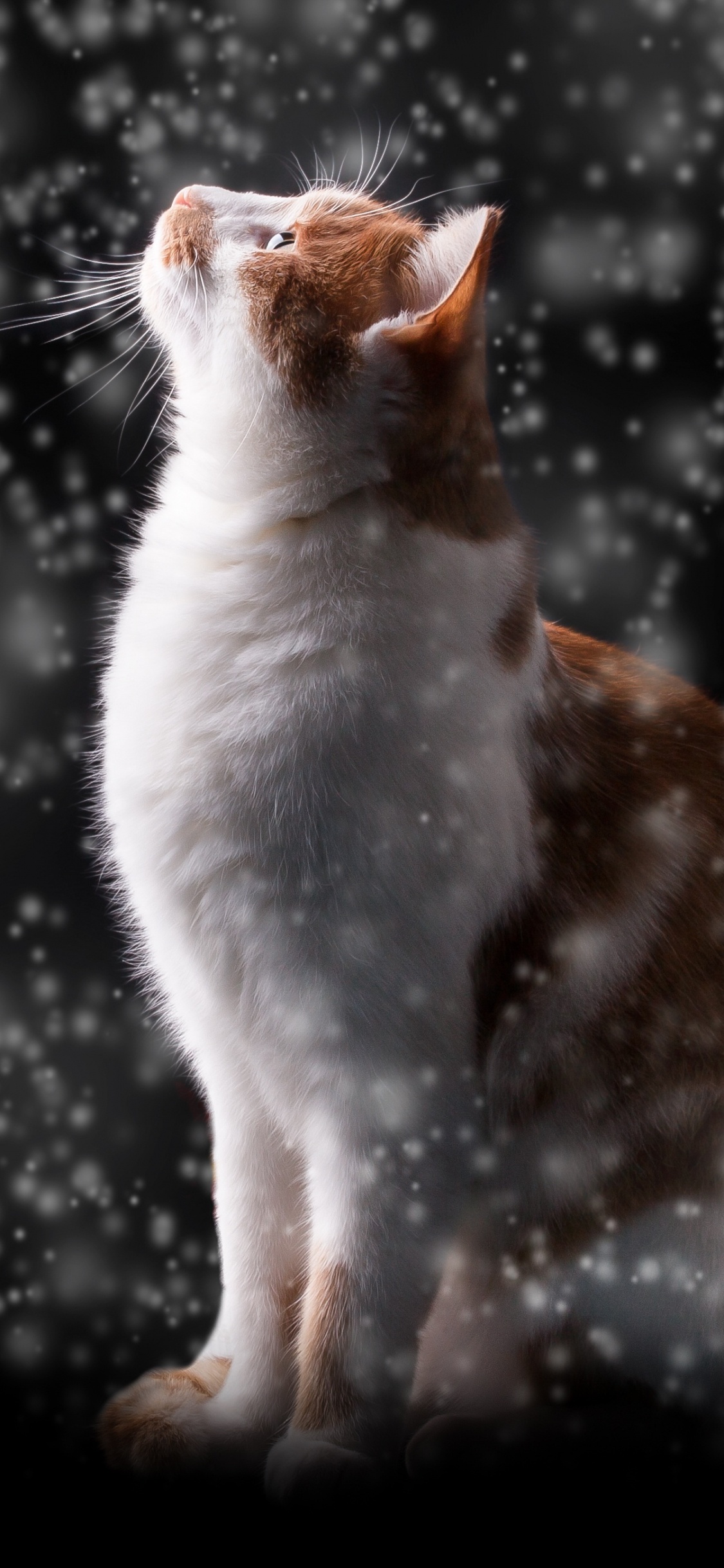 Chat Orange et Blanc Sur Surface Noire. Wallpaper in 1125x2436 Resolution