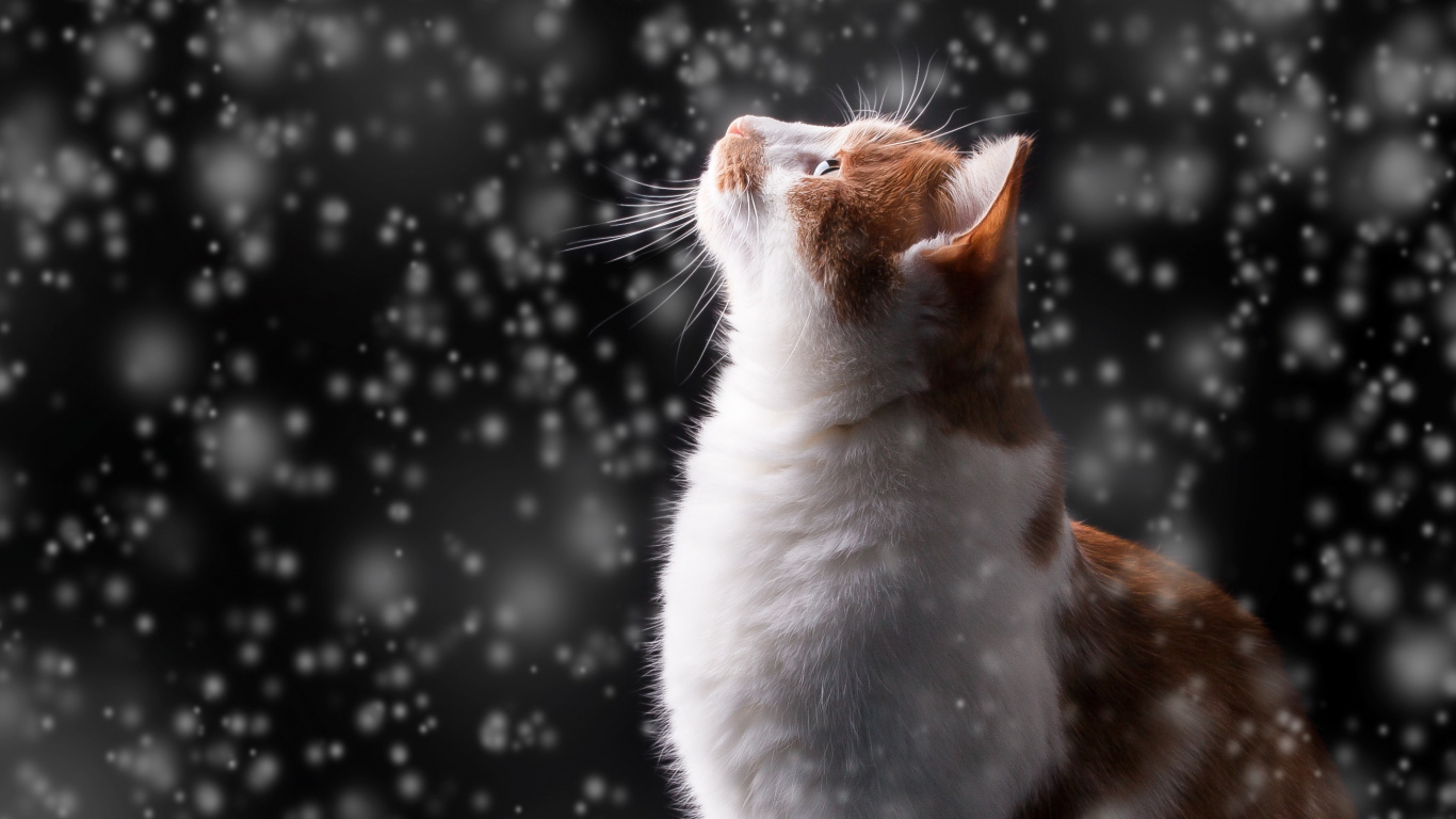 Chat Orange et Blanc Sur Surface Noire. Wallpaper in 1366x768 Resolution