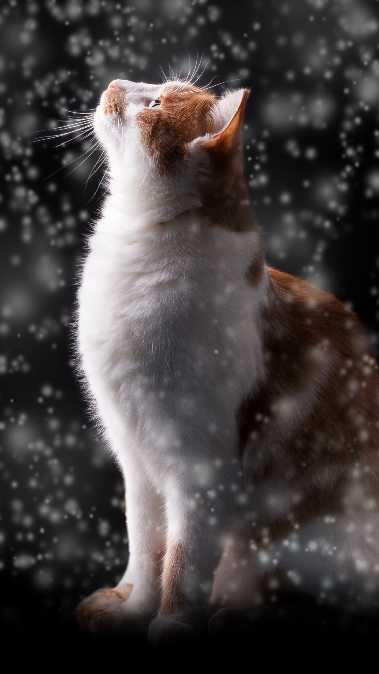 Chat Orange et Blanc Sur Surface Noire. Wallpaper in 750x1334 Resolution