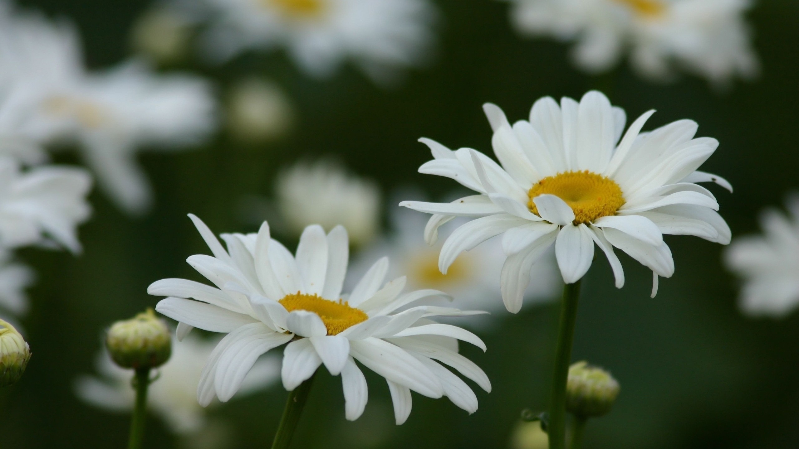 White Daisy in Bloom During Daytime. Wallpaper in 2560x1440 Resolution