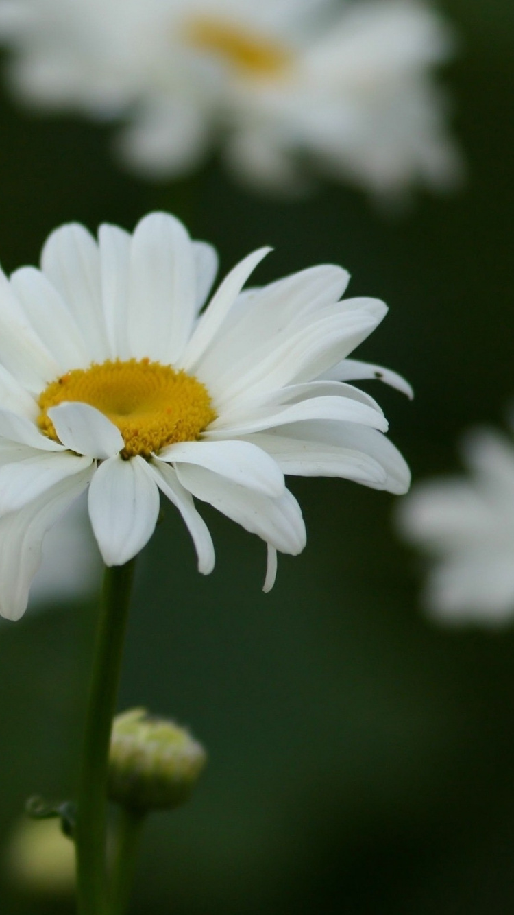 Marguerite Blanche en Fleurs Pendant la Journée. Wallpaper in 750x1334 Resolution