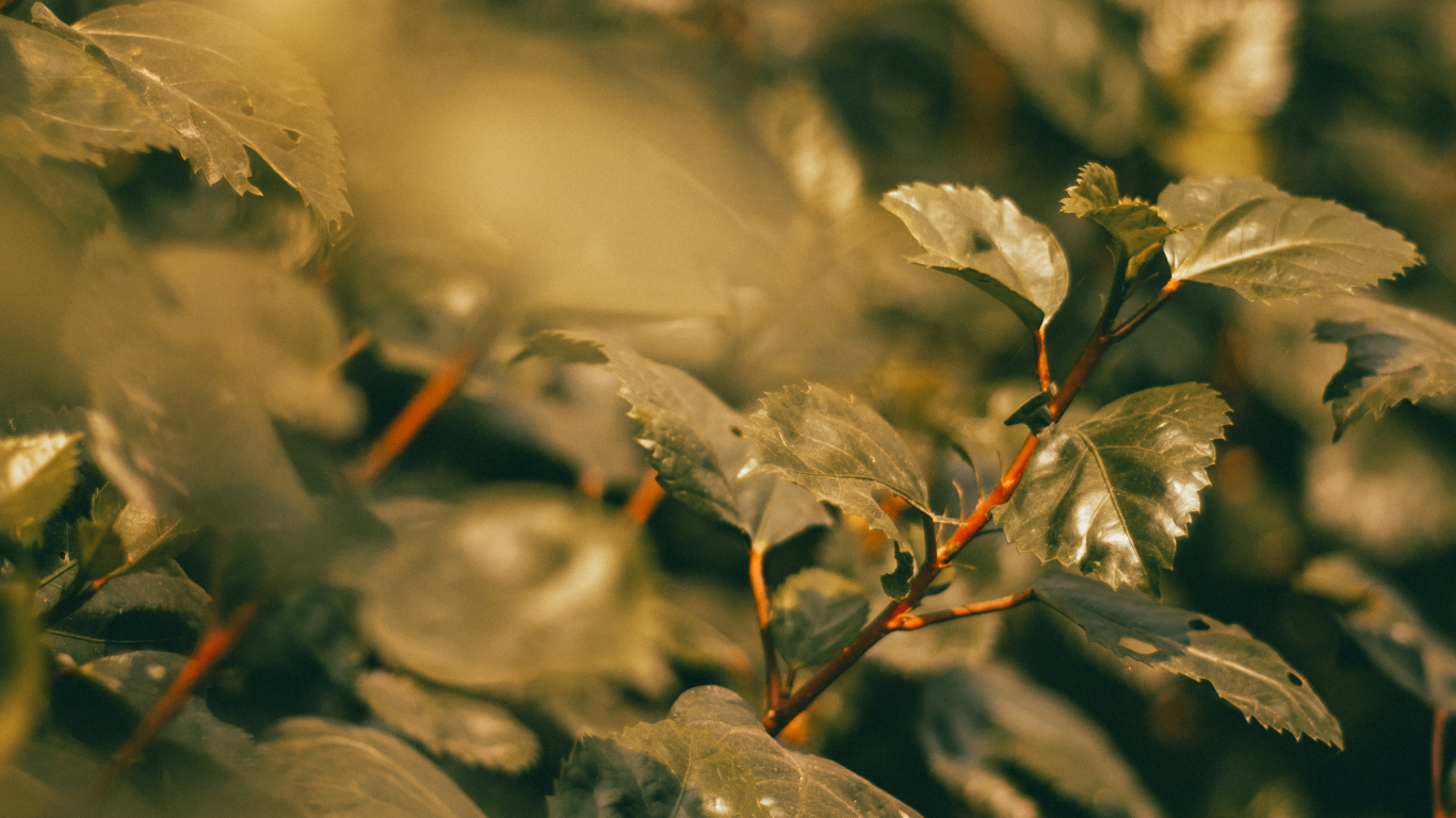 Ramita, Sucursal, la Luz Del Sol, la Botánica, Flora. Wallpaper in 1366x768 Resolution