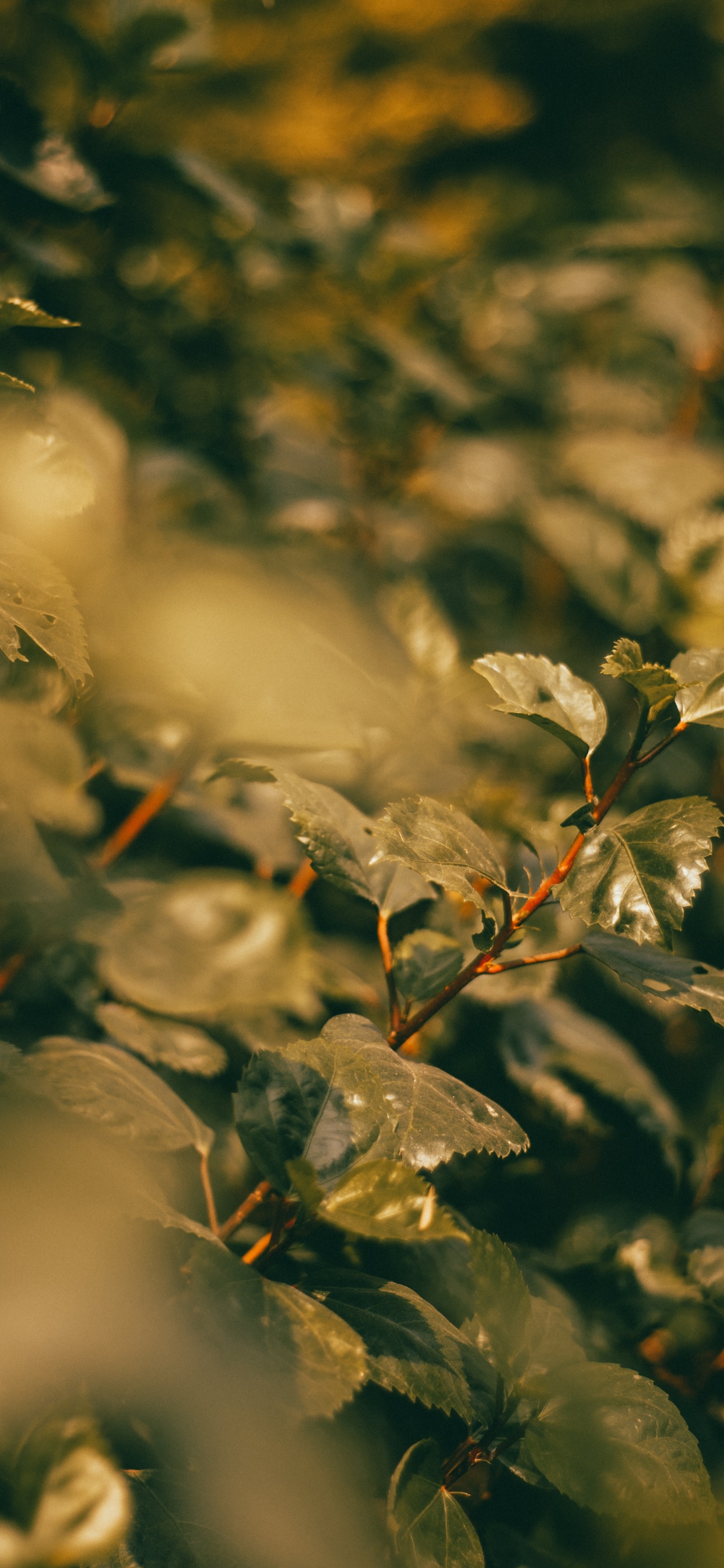 Leaf, Twig, Branch, Plant, Sunlight. Wallpaper in 1242x2688 Resolution