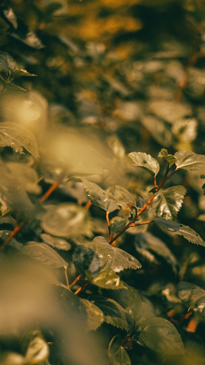 Leaf, Twig, Branch, Plant, Sunlight. Wallpaper in 720x1280 Resolution