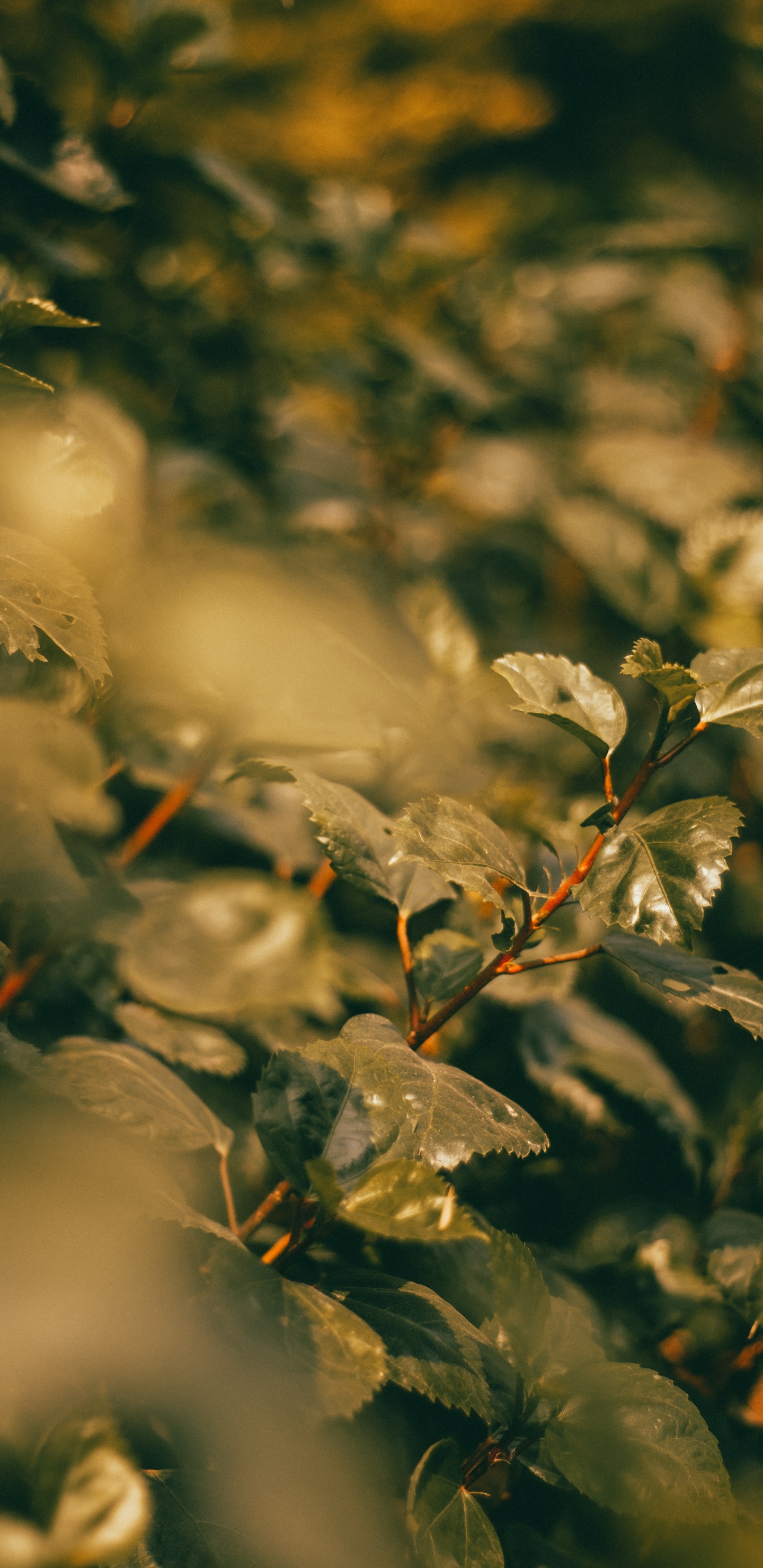 Blatt, Zweig, Branch, Sonnenlicht, Botanik. Wallpaper in 1440x2960 Resolution