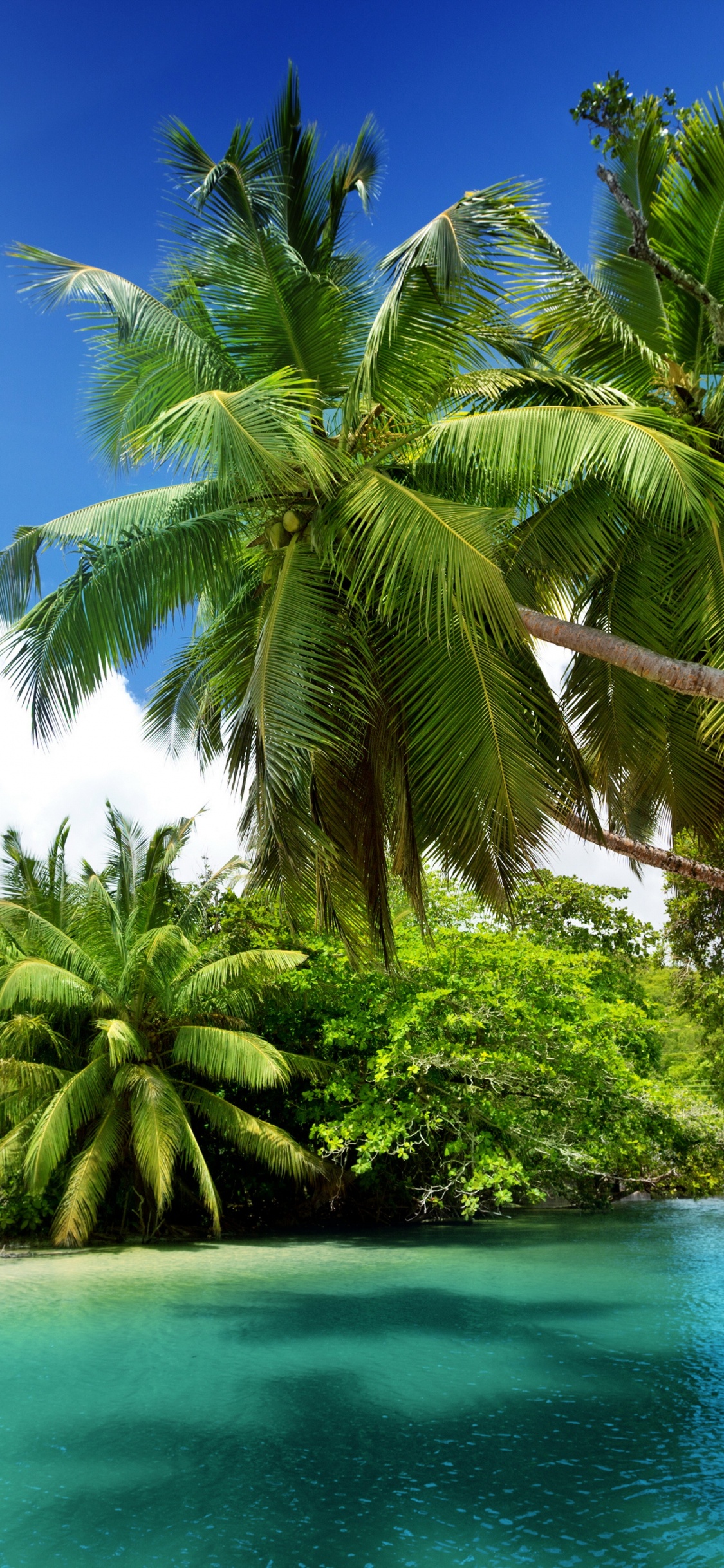 Naturlandschaft, Natur, Tropics, Vegetation, Baum. Wallpaper in 1125x2436 Resolution