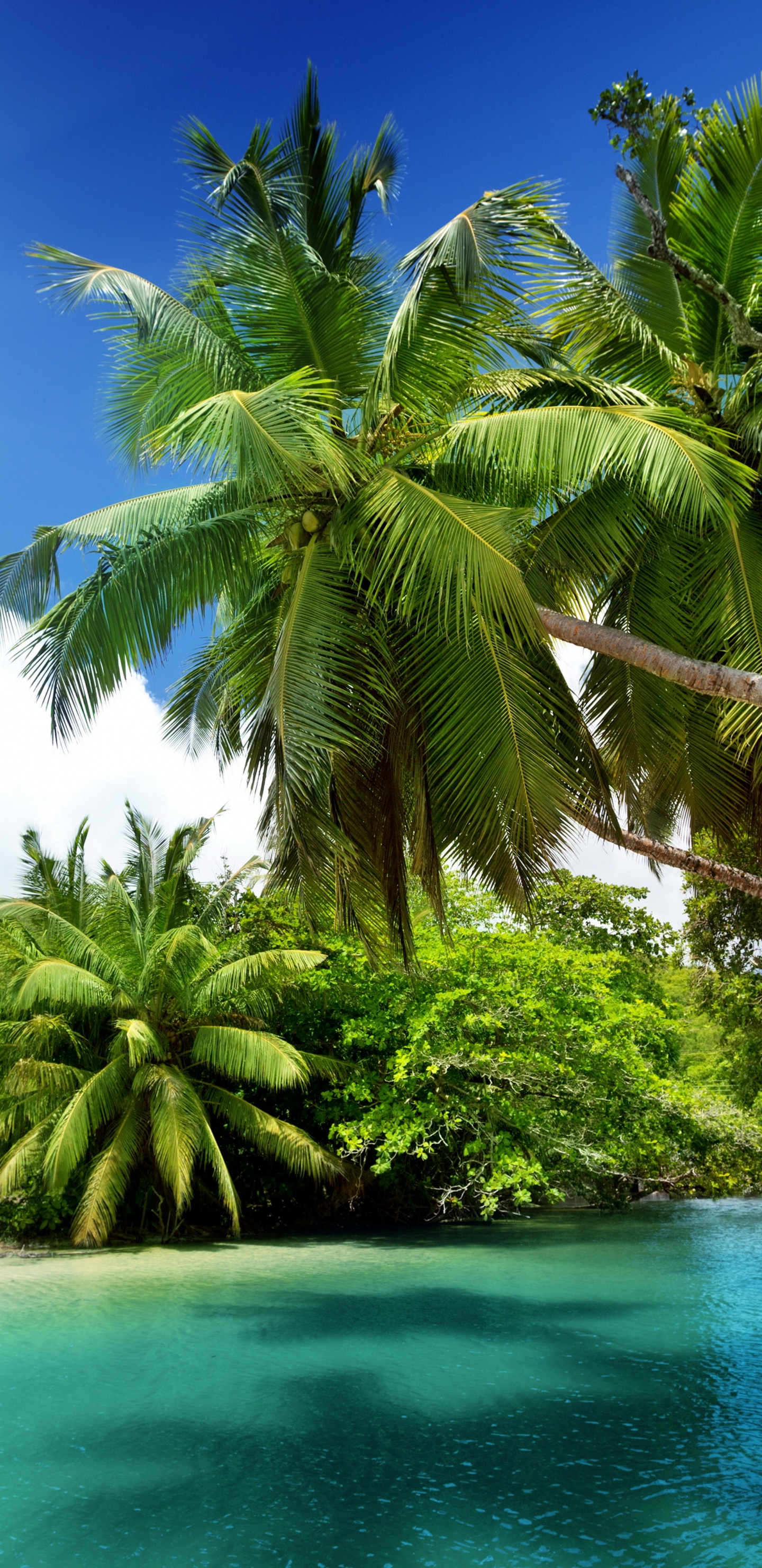 Paisaje Natural, Naturaleza, Trópicos, la Vegetación, Caribe. Wallpaper in 1440x2960 Resolution