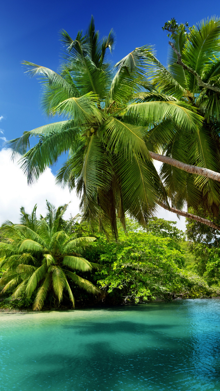 Paisaje Natural, Naturaleza, Trópicos, la Vegetación, Caribe. Wallpaper in 750x1334 Resolution