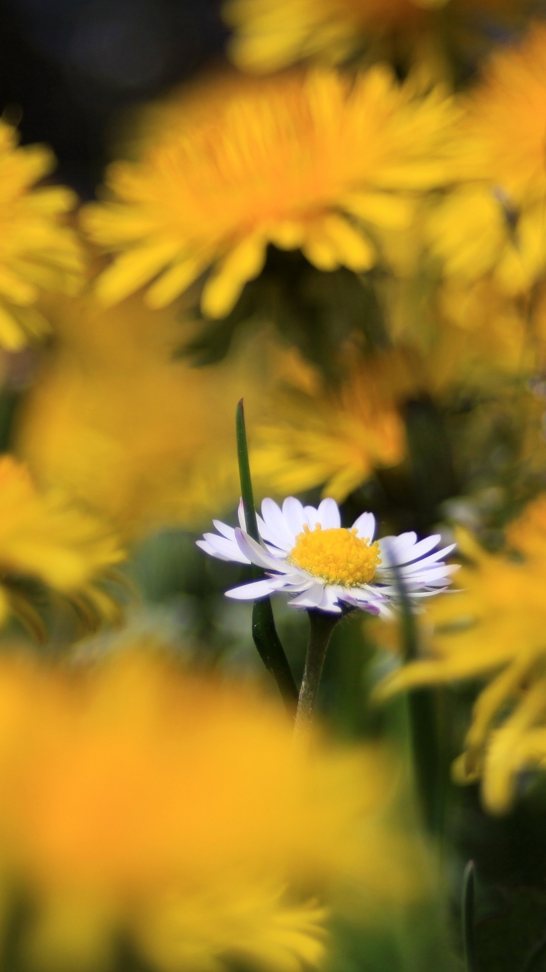 Gelbe Und Weiße Blüten in Tilt-Shift-Linse. Wallpaper in 1080x1920 Resolution