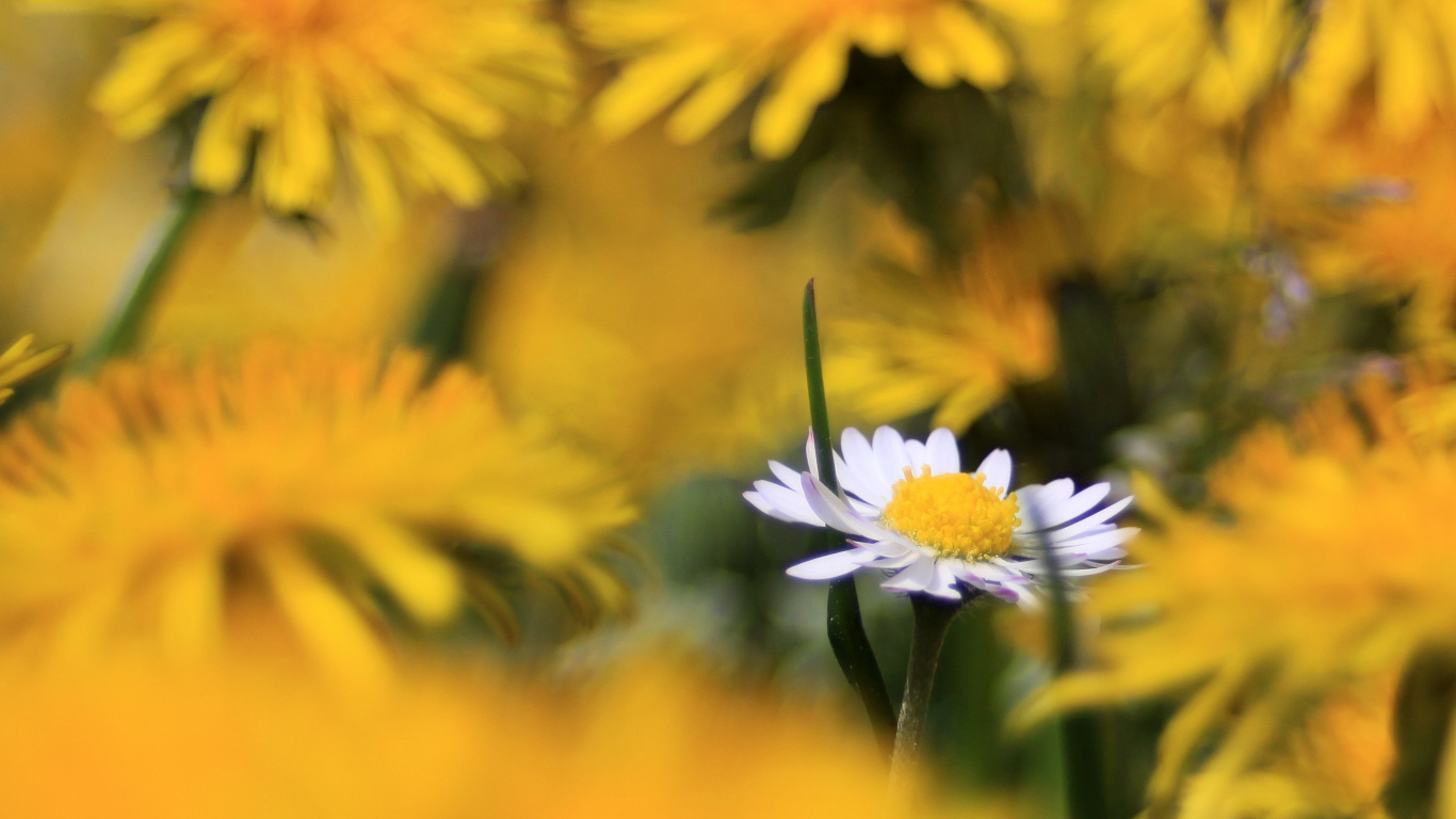 Gelbe Und Weiße Blüten in Tilt-Shift-Linse. Wallpaper in 1366x768 Resolution