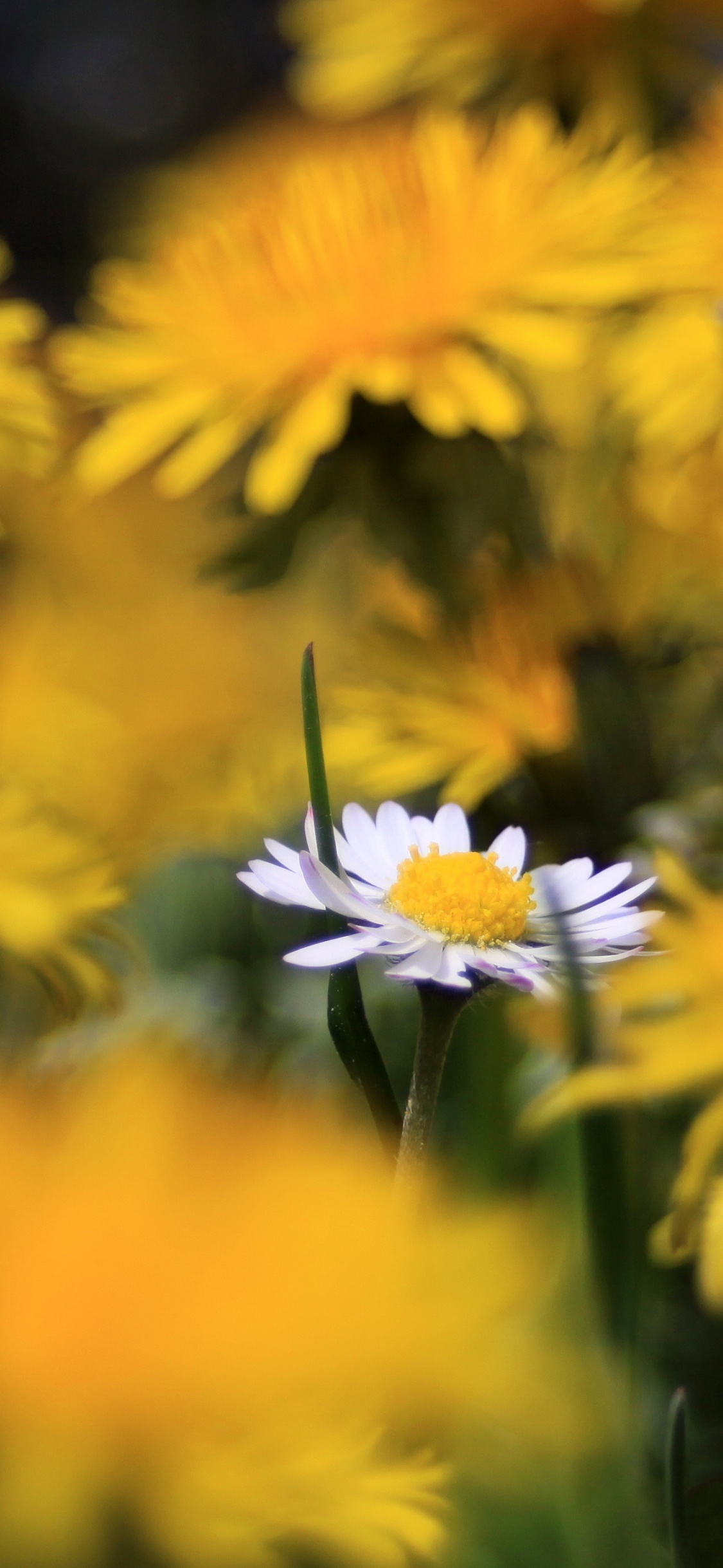 Yellow and White Flowers in Tilt Shift Lens. Wallpaper in 1125x2436 Resolution