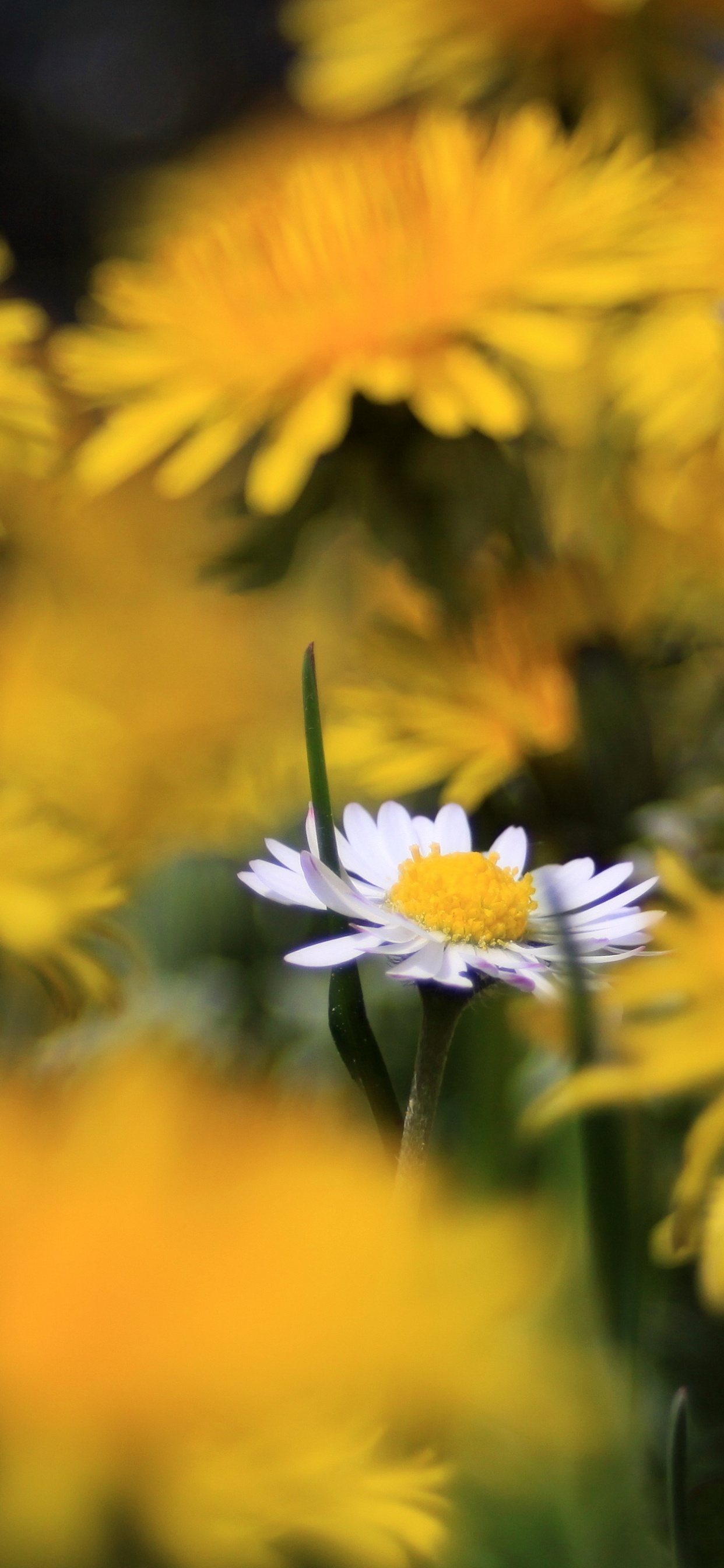 Yellow and White Flowers in Tilt Shift Lens. Wallpaper in 1242x2688 Resolution