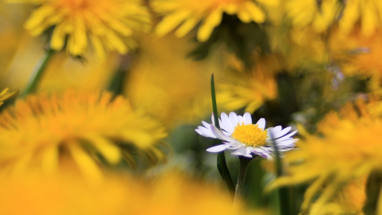 Yellow and White Flowers in Tilt Shift Lens. Wallpaper in 1280x720 Resolution