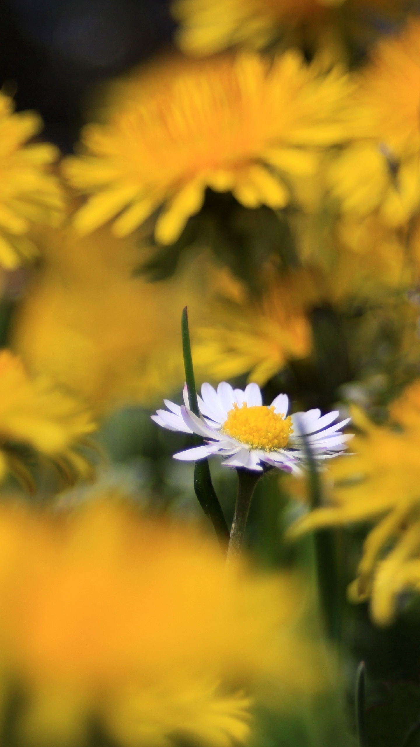 Yellow and White Flowers in Tilt Shift Lens. Wallpaper in 1440x2560 Resolution