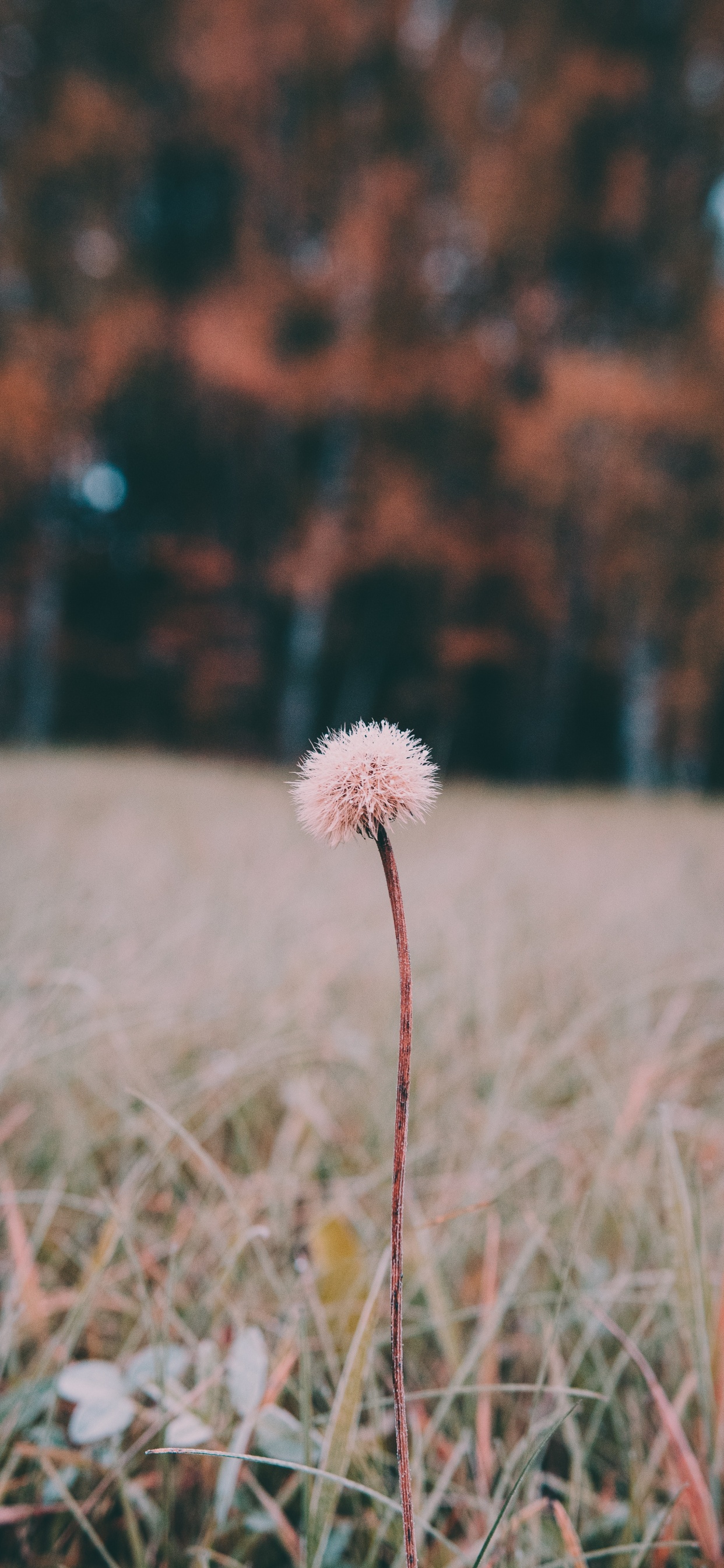 White Dandelion in Close up Photography. Wallpaper in 1242x2688 Resolution