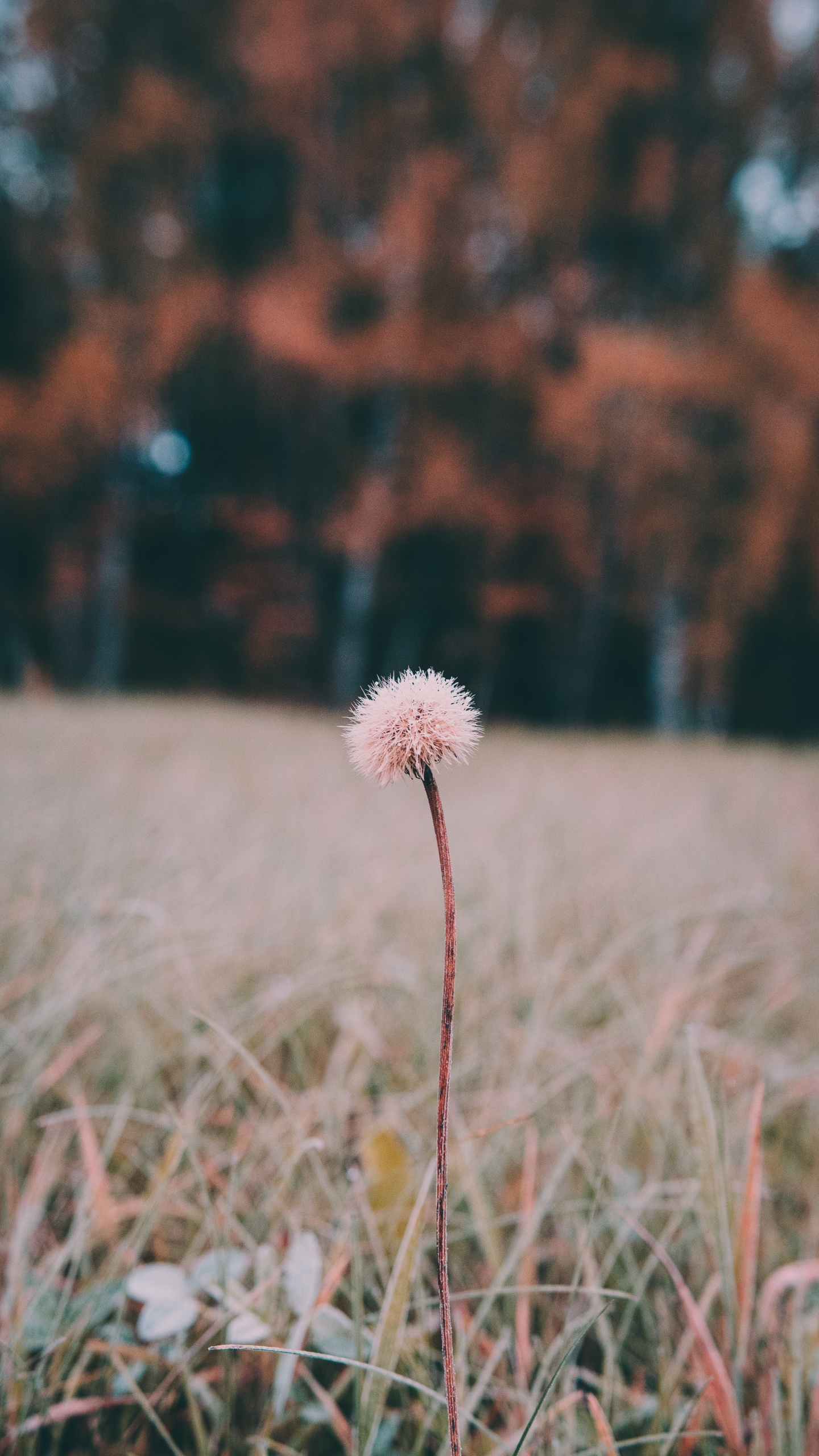 White Dandelion in Close up Photography. Wallpaper in 1440x2560 Resolution
