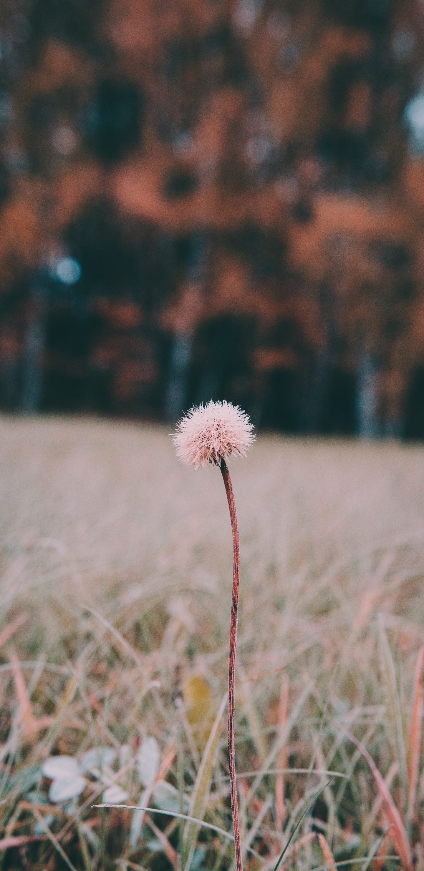 White Dandelion in Close up Photography. Wallpaper in 1440x2960 Resolution