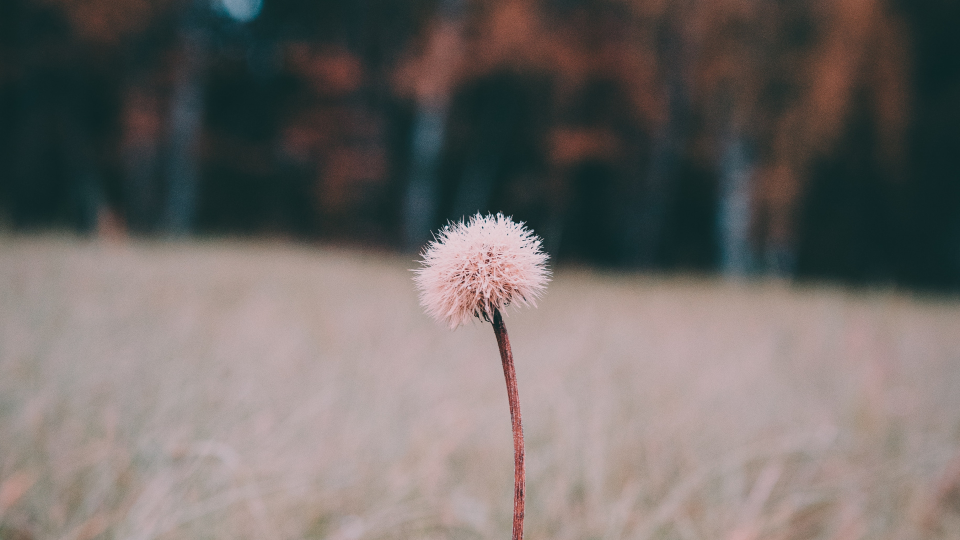 White Dandelion in Close up Photography. Wallpaper in 1920x1080 Resolution